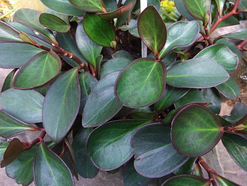 Peperomia claviformis