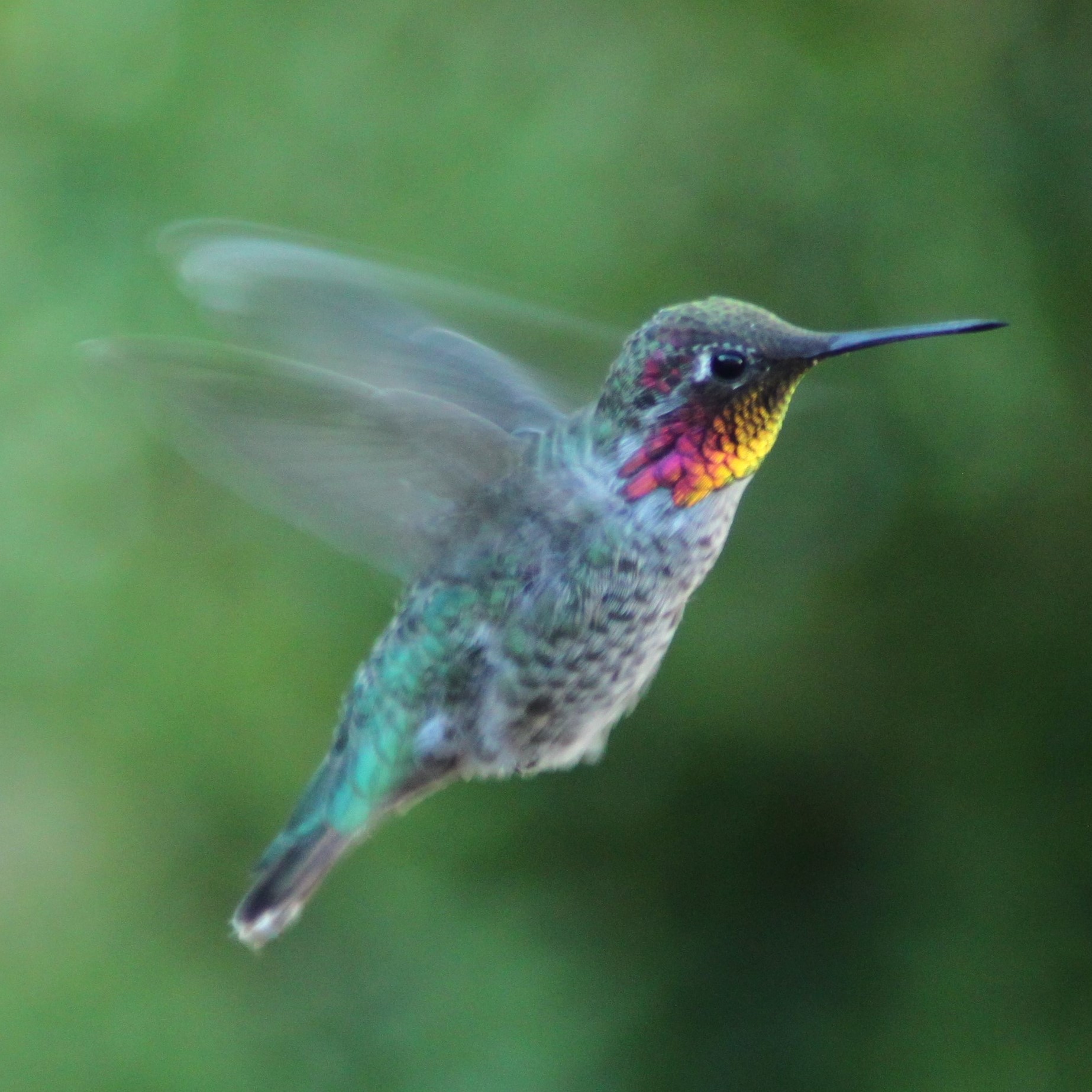 Anna's Hummingbird