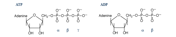 ATP and ADP