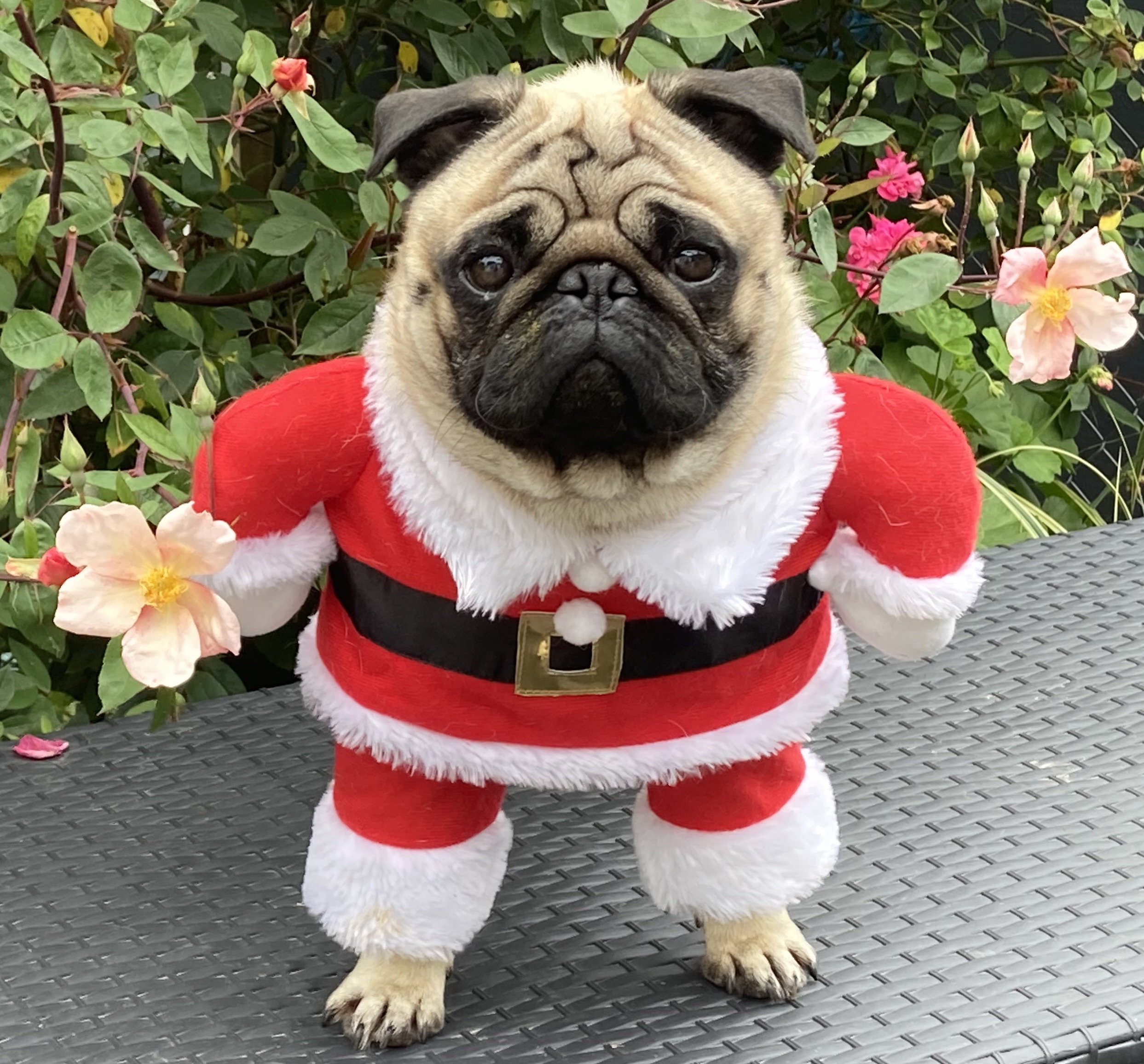 MosesThePug's user avatar