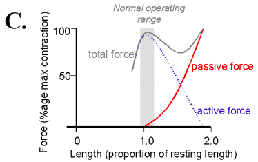 Force length curve