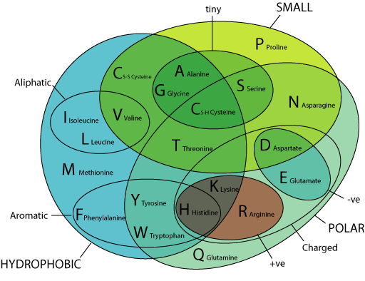 Amino Acid Properties