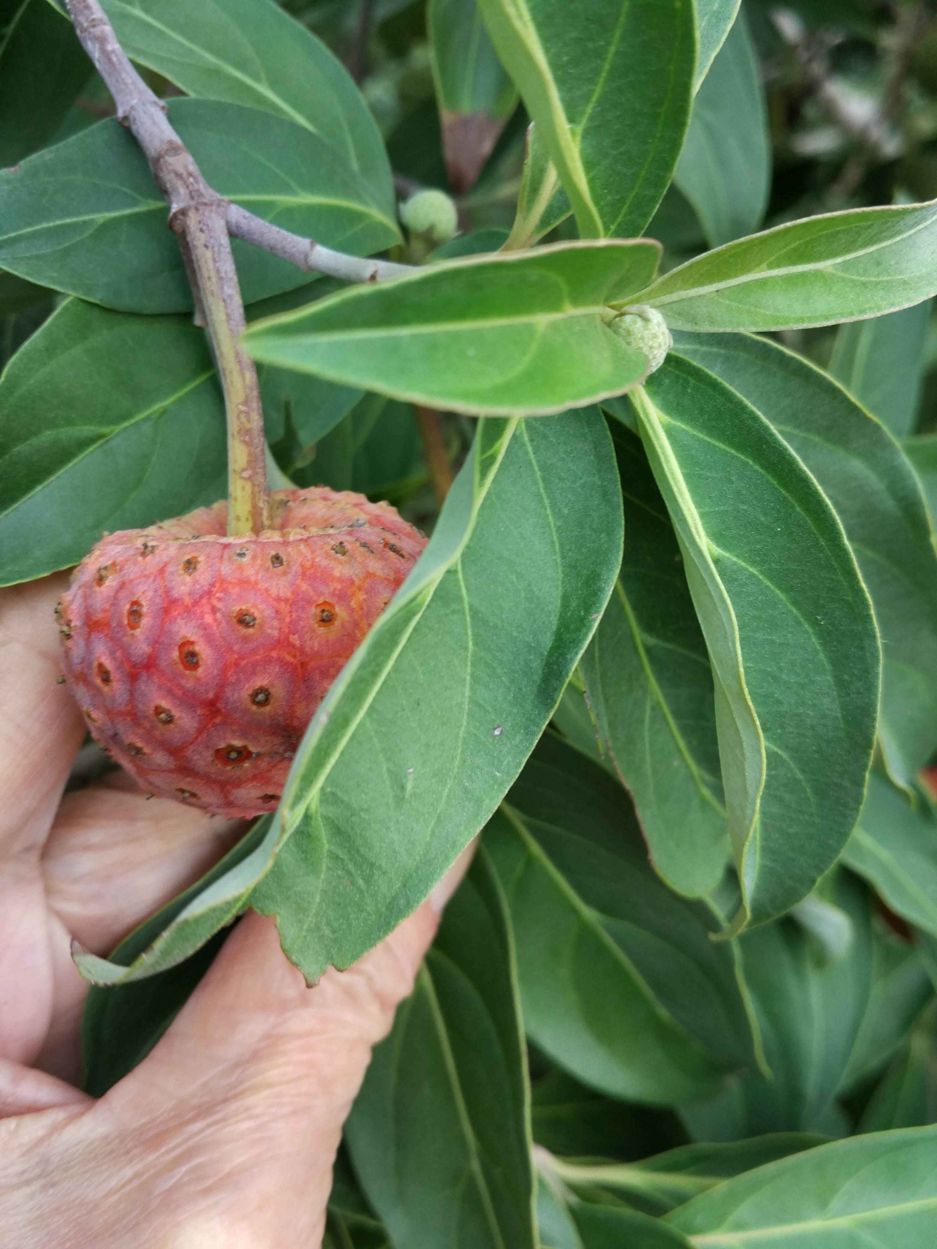 leaves and fruit