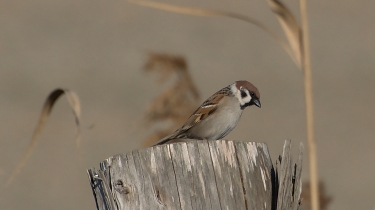 Tree sparrow on log