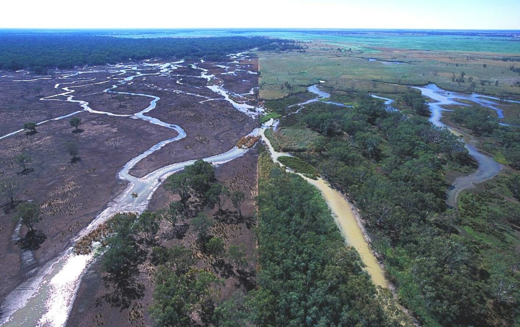 cattle grazing environmental effects, Peter Solness