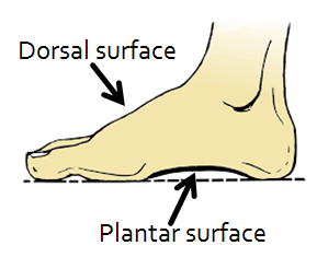 foot anatomy