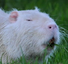 LuminousNutria's user avatar