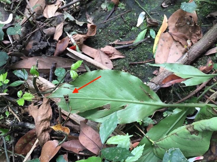 flying insect with a face on its wings in northern Taiwan