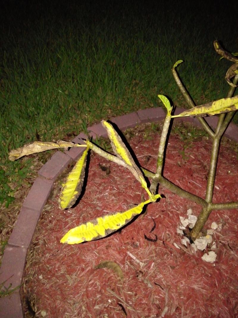 plumeria tree showing browning leaves