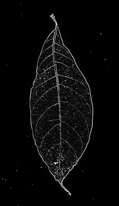 ridge filter