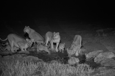 photo of lions at a watering hole