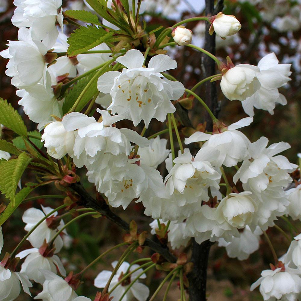 Prunus avium's user avatar