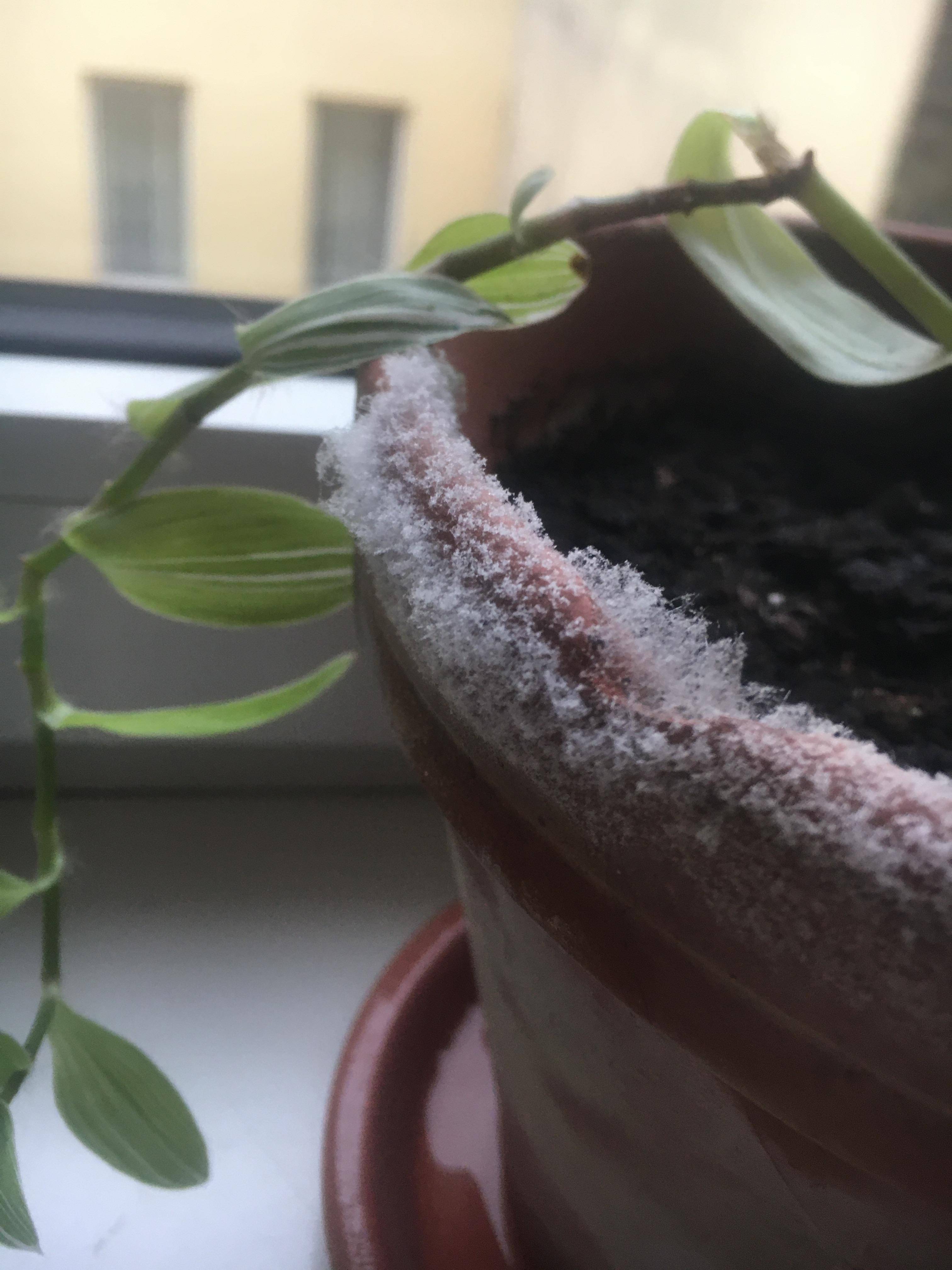 Flower pot with white growth