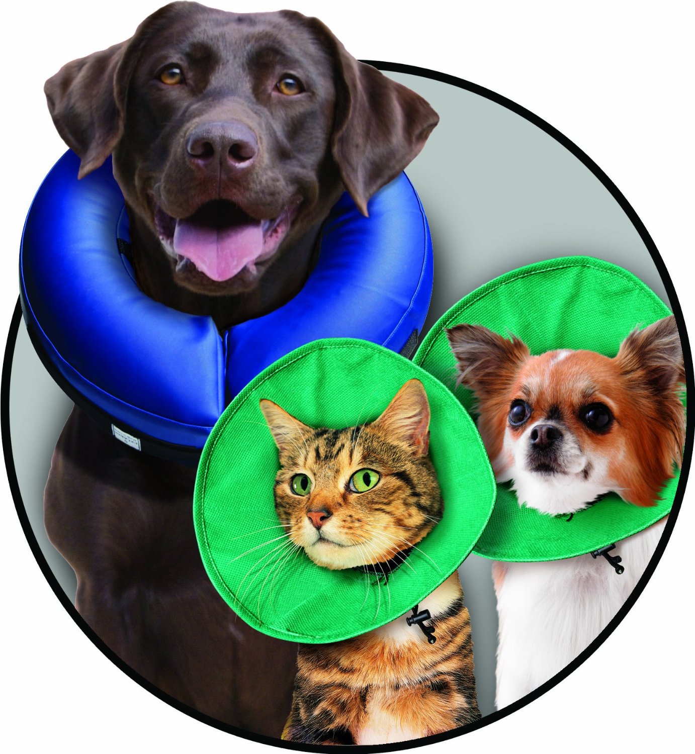 Picture of dog and cat cones.