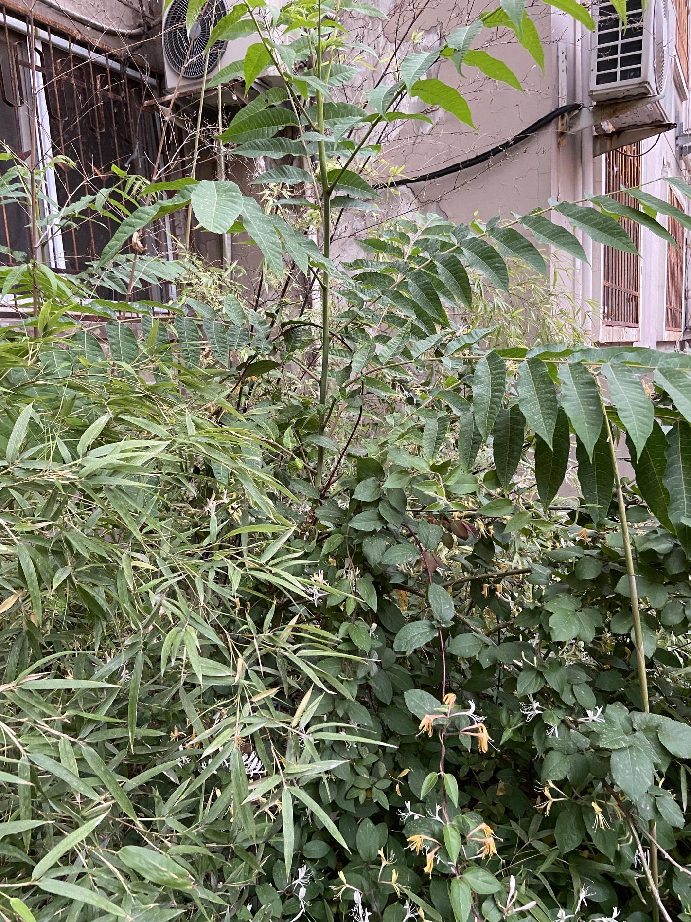 various shrubs and weeds in an urban setting