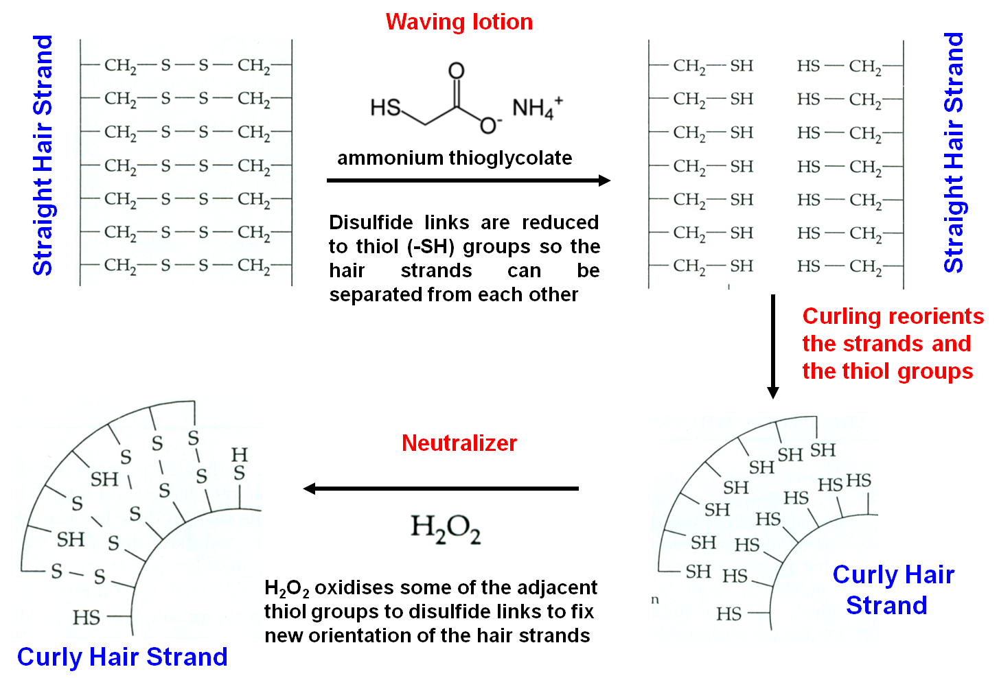 effect of disulfide bridges