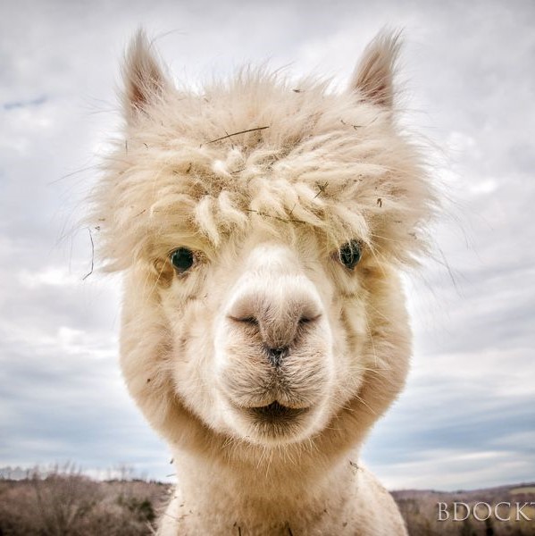 AlpacaJ's user avatar