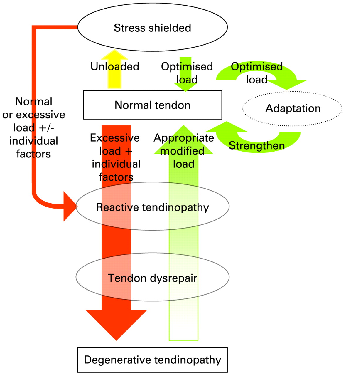 Chart of Tendon Therapy vs Injury based on load/stress levels