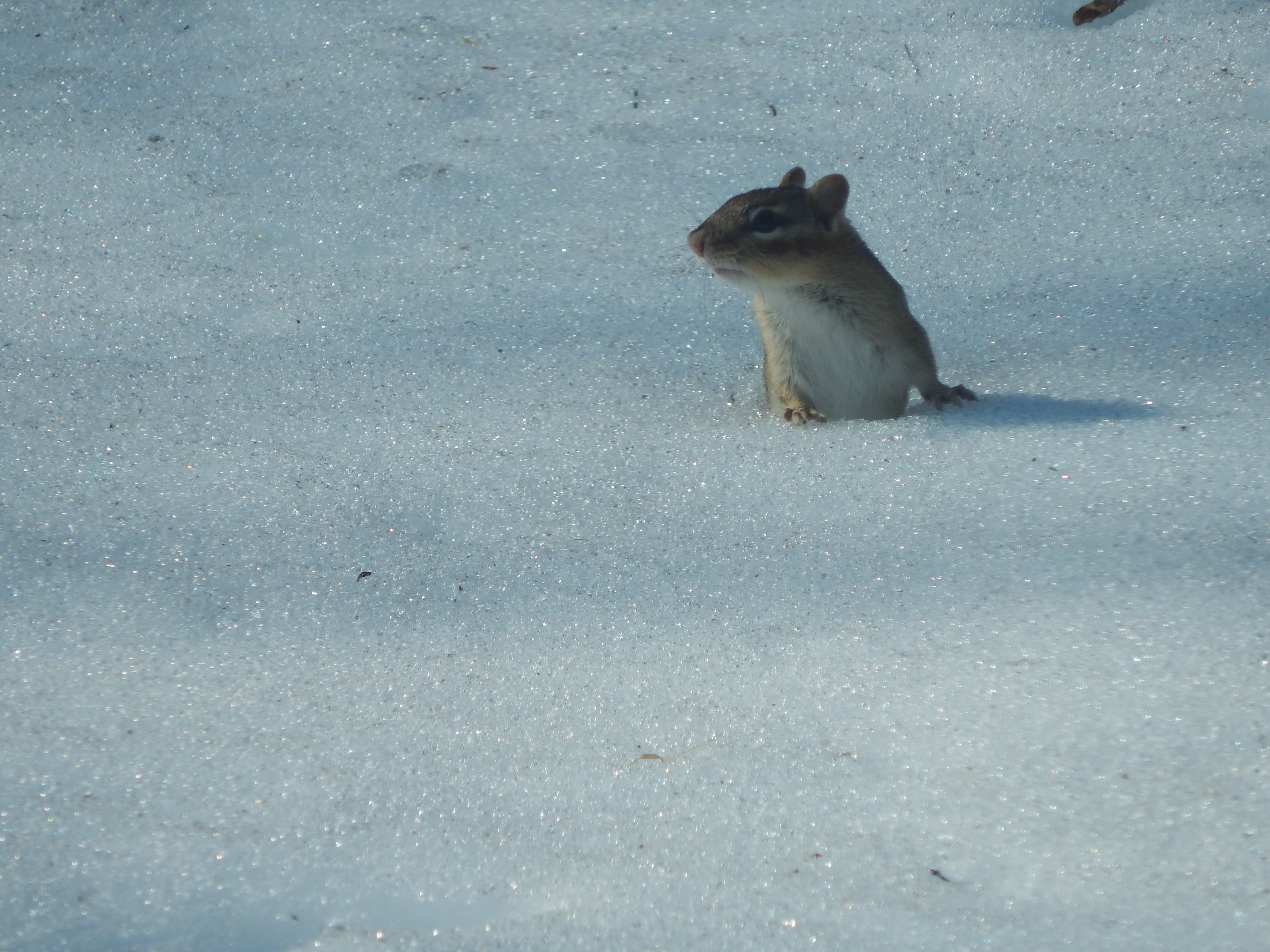 Chipmunk 2 feet of icy snow above his hole. 