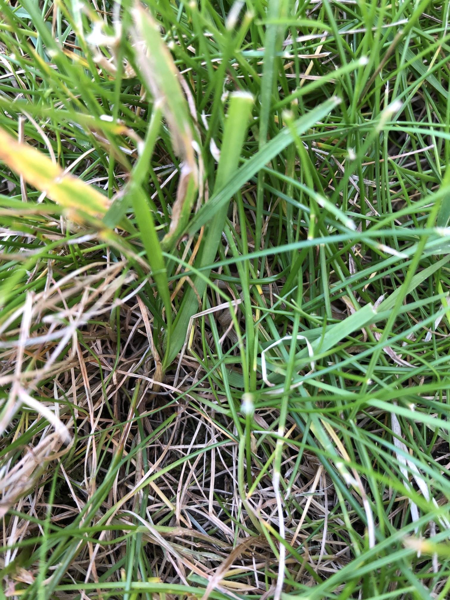 Close-up of lower levels of grass