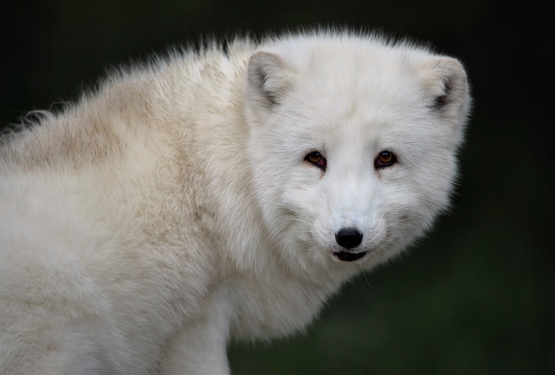 Arctic Fox's user avatar