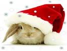 Christmas Bunny's user avatar