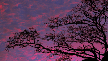 Tree during sunrise - BiGYaN