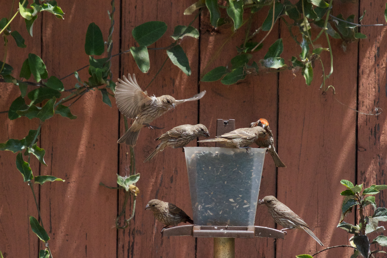 Bird Landing