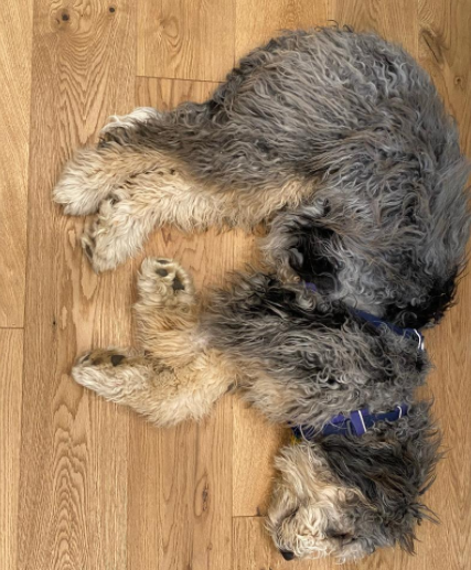 grey colored puppy, with rust hints and black and white mixed in, laying down on the floor