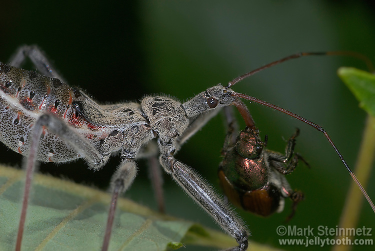 Wheel Bug