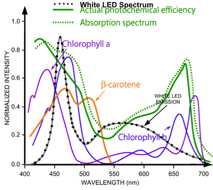 Light Absorption Spectrum for Plants