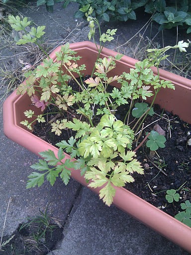 Parsley in a pot