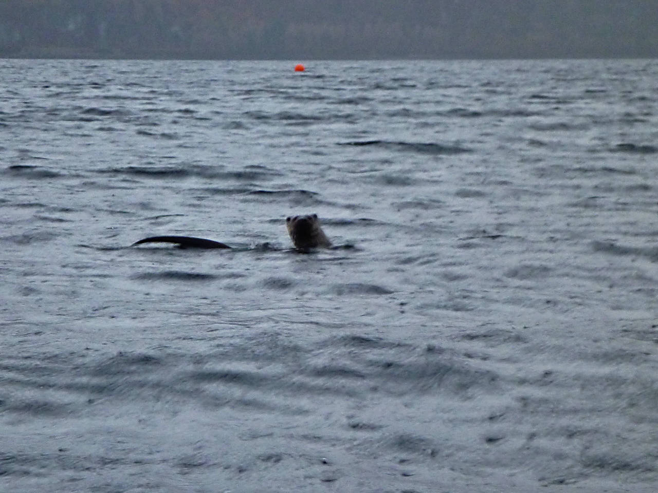 otter in Loch Carron