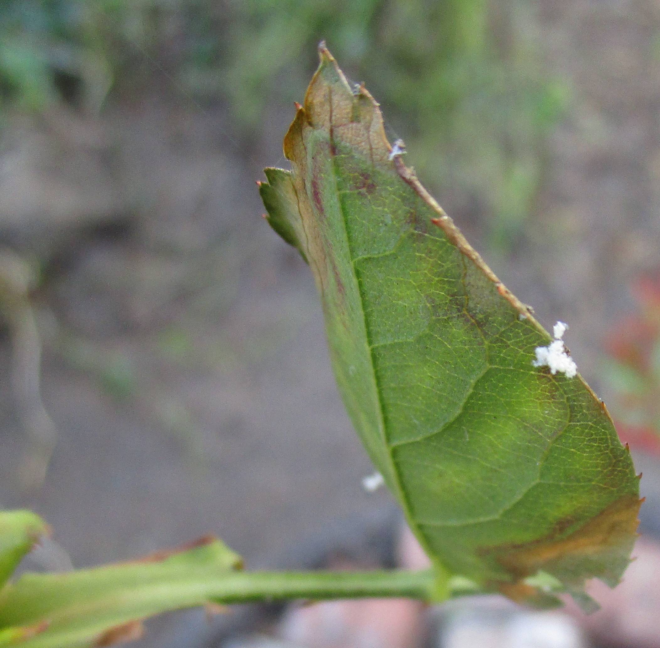 white eggs on leaf