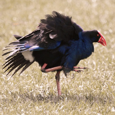 Pukeko's user avatar