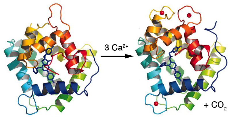 Structure of obelin before and after binding Calcium