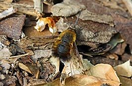 Bombylius discolor from Dutch Wiki