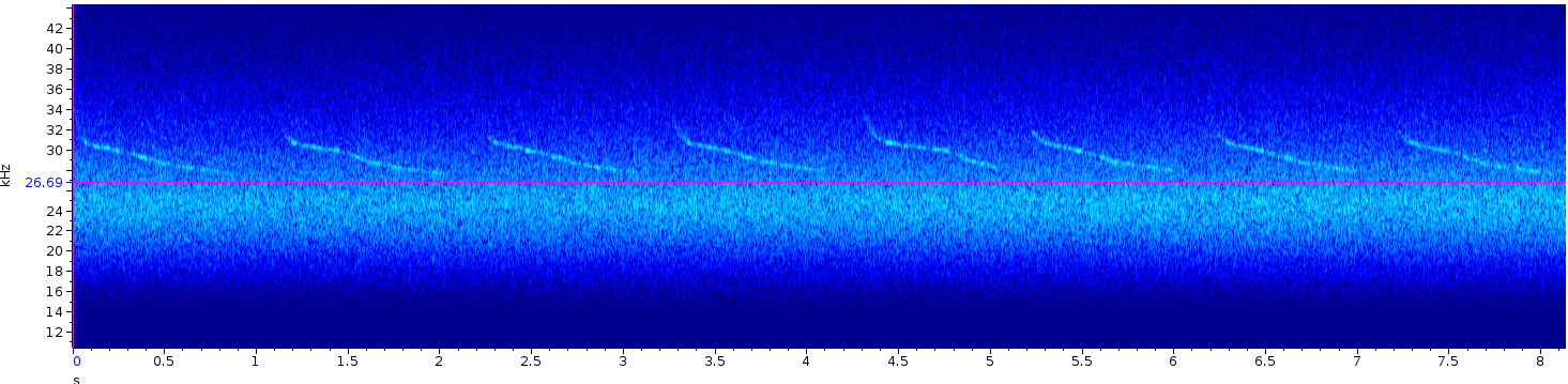 Spectrogram for unknown species call, between 26 kHz - 34 kHz