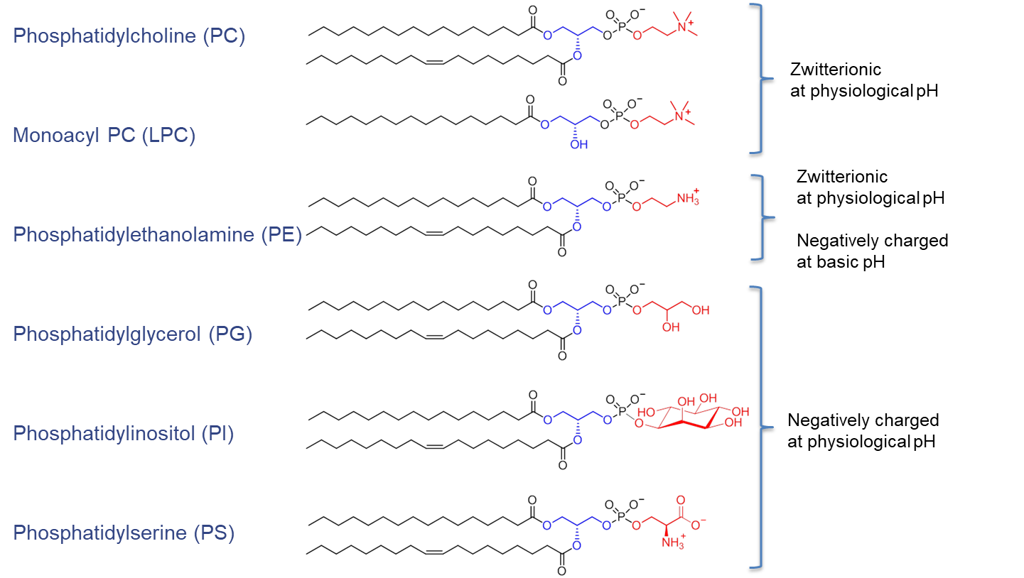 phospholiopiids