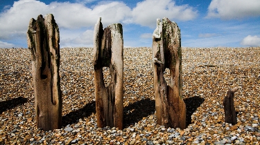 Weathered Posts near Bexhill, England