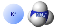 The potassium ion might be mimicked by ammonium in neuronal signaling.