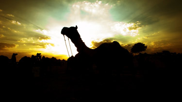 Pushkar Camel Fair  - Naveen Sharma