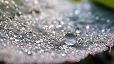 Fresh Dew on a Rose - adarsha joisa