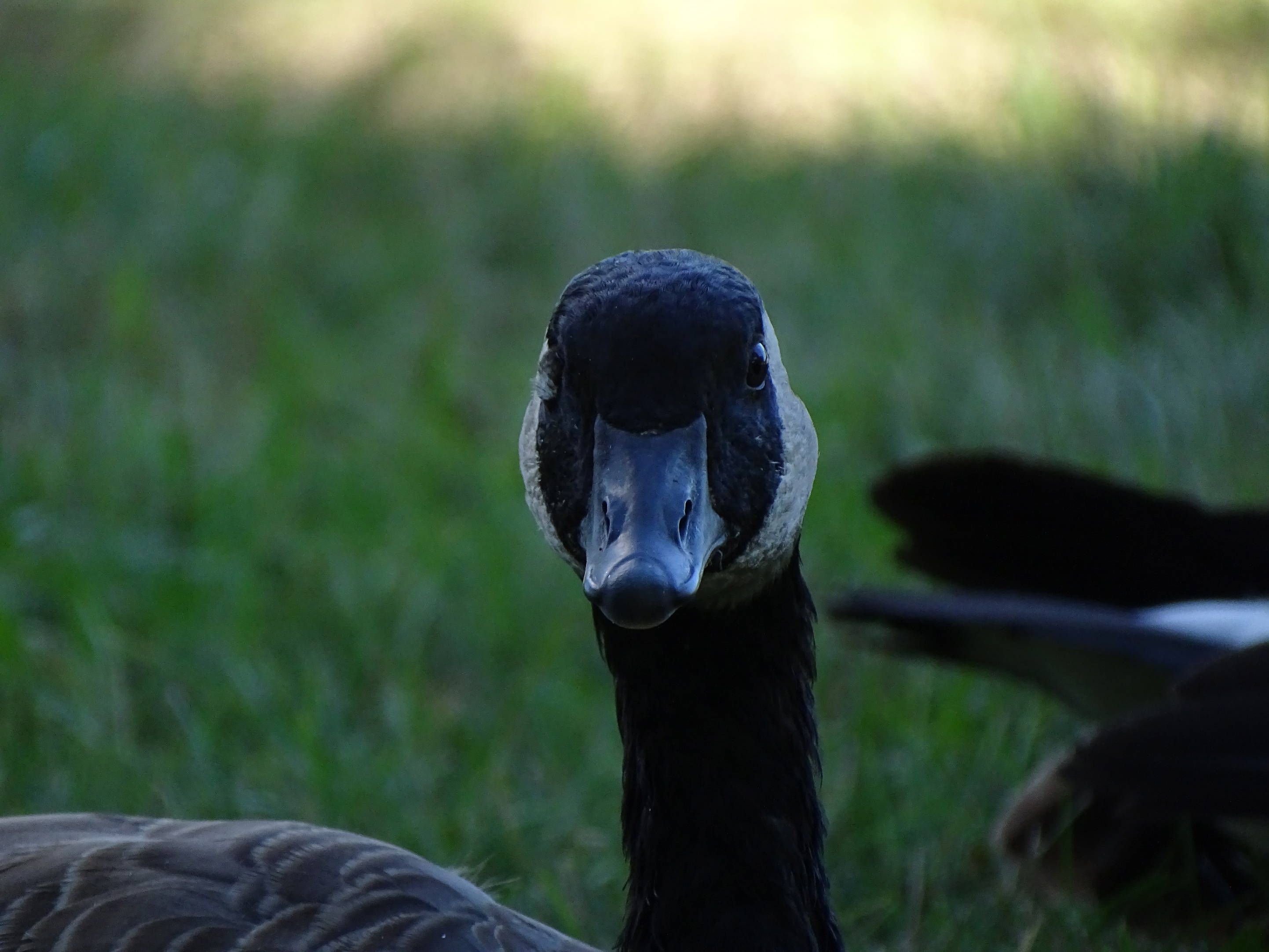 canadaGoose's user avatar