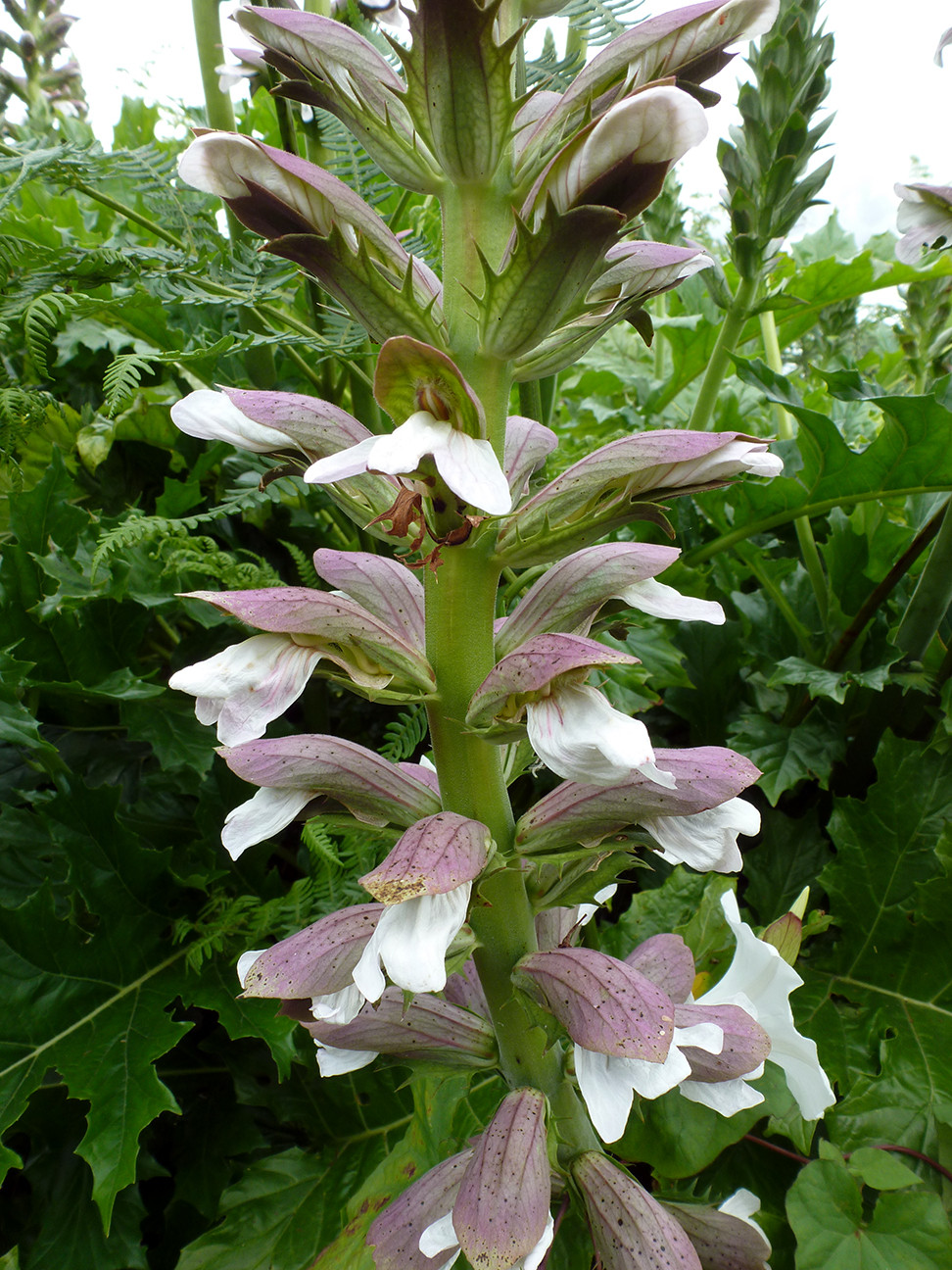 - flower spike up close -