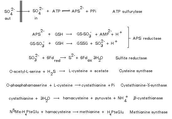 sulfate metabolism