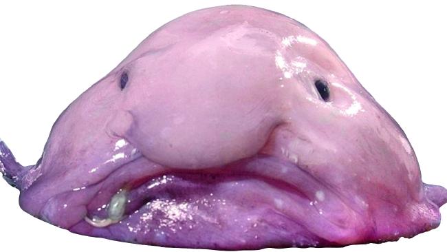 Blobfish's user avatar