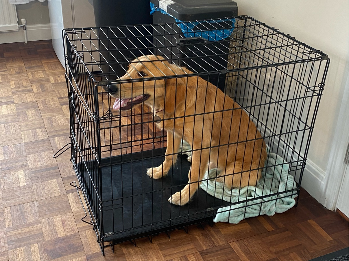 Animal crate sizes best sale