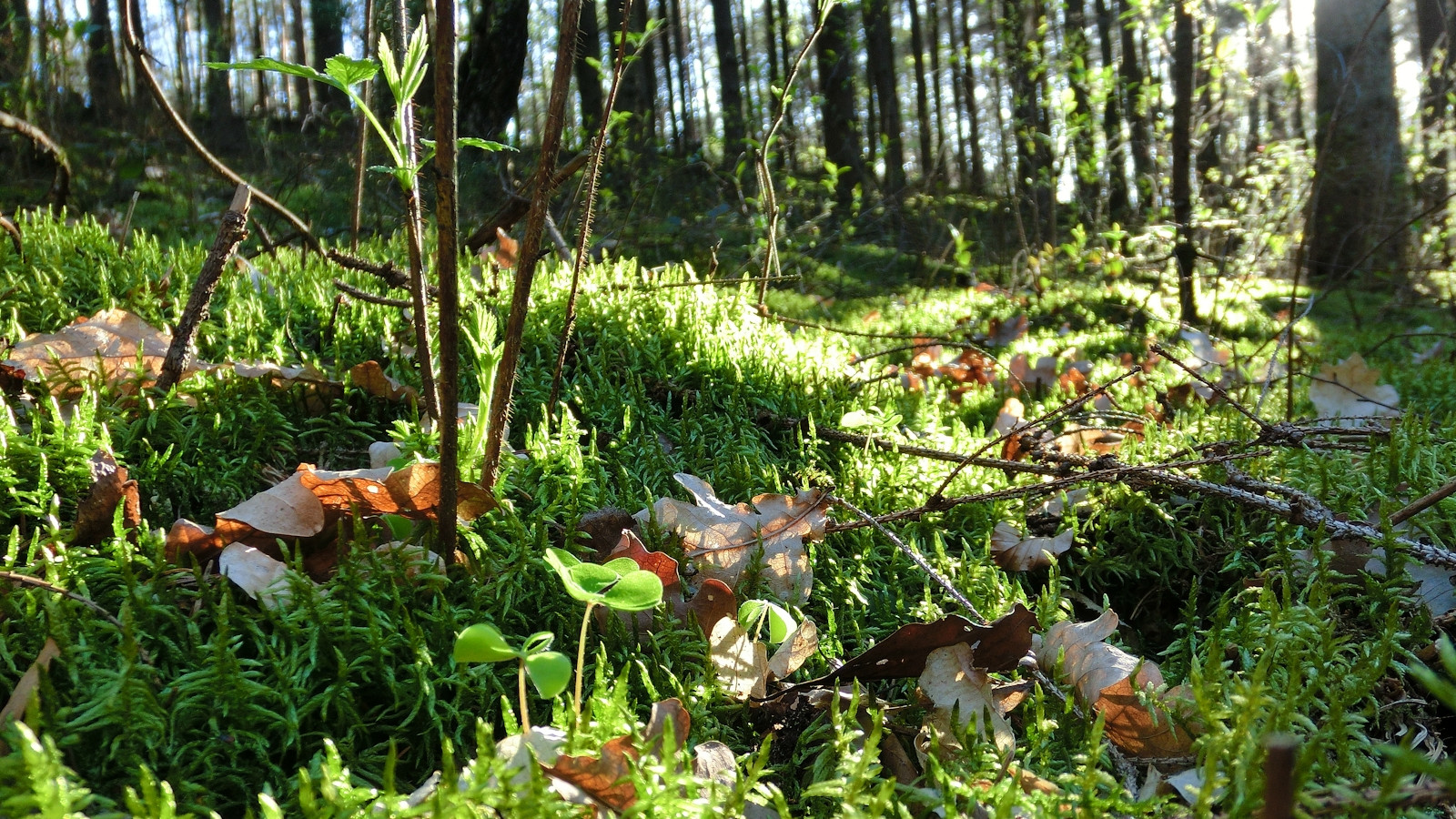 Palatinate Forest