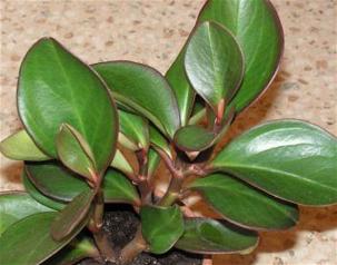 Peperomia-Clusiifolia